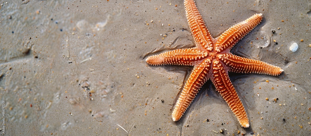 Aufkleber A sea star lying on the sandy beach with available copy space image.