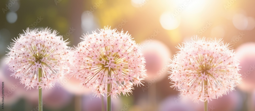Aufkleber a large flowering garden onion captured with a cream background in the sunlight, with a generous amo