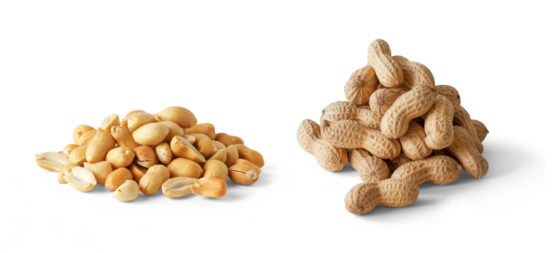 two piles of peeled and shelled peanuts isolated on white or transparent background