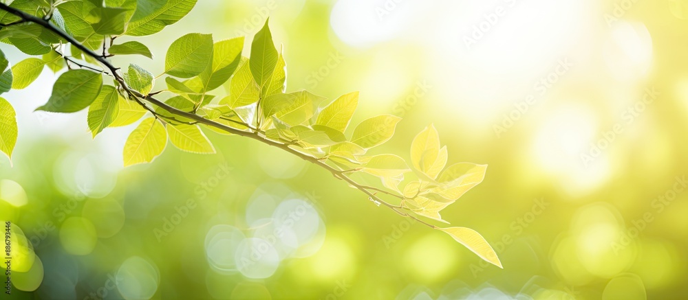 Aufkleber bright summer sunlight creates an abstract blurred foliage bokeh background, ideal for a copy space 