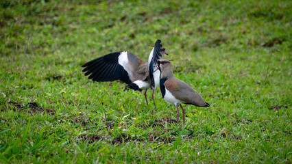 Fototapeta premium birds in the grass