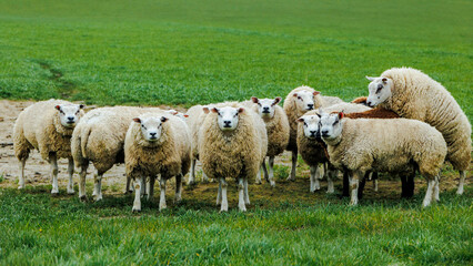 Obraz premium Sheep on a pasture in the Netherlands look head-on at the camera
