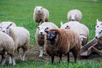 Sheep on a pasture in the Netherlands look head-on at the camera