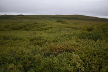 Alaska tundra in fall