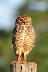 Burrowing owl (Brazil)