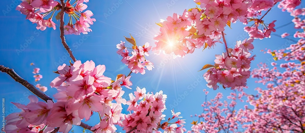 Poster close-up image of sakura tree in full bloom with beautiful pink flowers in spring at a park, set aga
