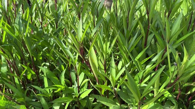 Ruellia tuberosa with blurred background