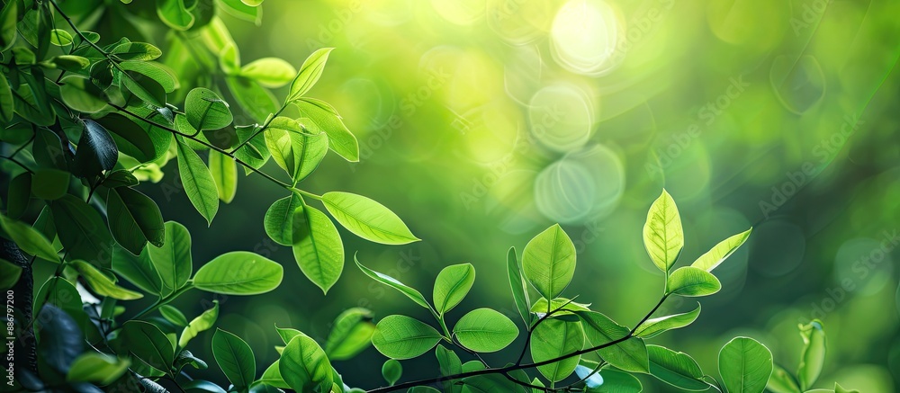 Aufkleber a lush green branch with fresh leaves set in a forest, providing ample copy space image.
