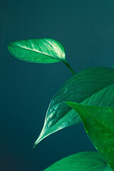 Close-up of vibrant, fresh, healthy green leaves with a smooth texture, set against a dark teal background, showing the surface details and the natural elegance of the leaves.