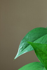 Close-up of vibrant green leaves against a neutral background, with copy space. The image captures the lush, green foliage of a plant against a soft, neutral-colored wall.