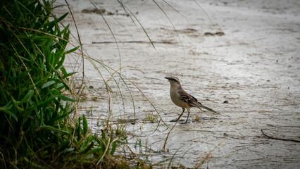 bird