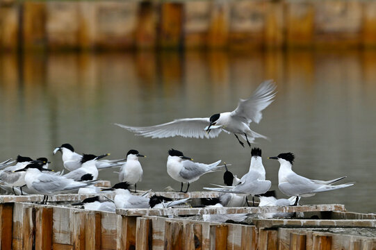 Brutkolonie der Brandseeschwalbe (Thalasseus sandvicensis) // breeding colony of the Sandwich tern 