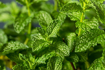 Raw Organic Green Mint Leaves