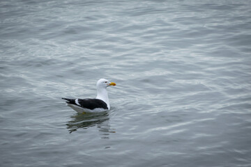 seagull in the water
