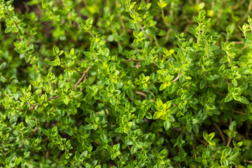 Raw Organic Green Thyme Leaves