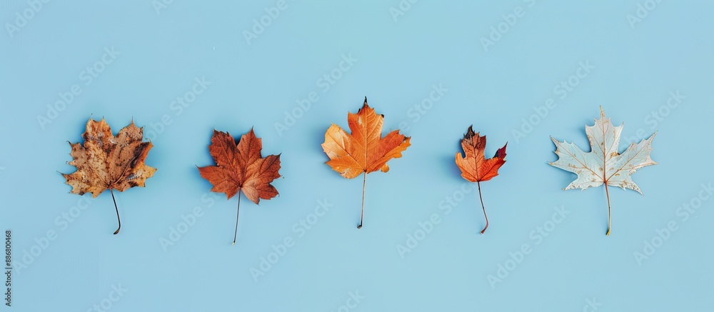 Aufkleber Autumn-colored maple leaves dried and arranged on a light blue backdrop with copy space image available.