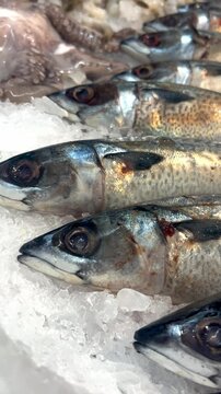 The fish laid in a row lies on the ice, the camera moves from left to right, an octopus is visible to the left of the fish and shrimp in the distance. The showcase of a seafood store. Vertical video