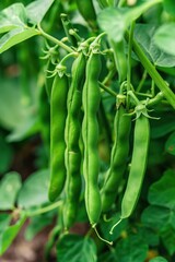 Fototapeta premium Green bean plant with hanging beans in garden. Close-up of fresh greenery against blurred background. Perfect for food, nature, and eco-themed projects.