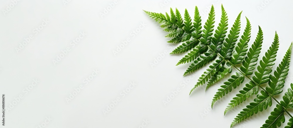 Poster Image of a fern leaf on a blank white background featuring ample space for adding text or graphic elements - a copy space image.