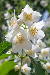 Bright blooming fruit trees in spring nature.