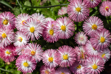 Perennis bellis garden daisy in nature in spring.