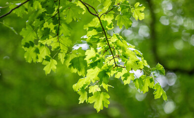 Green tree leaves on a blurred nature background.