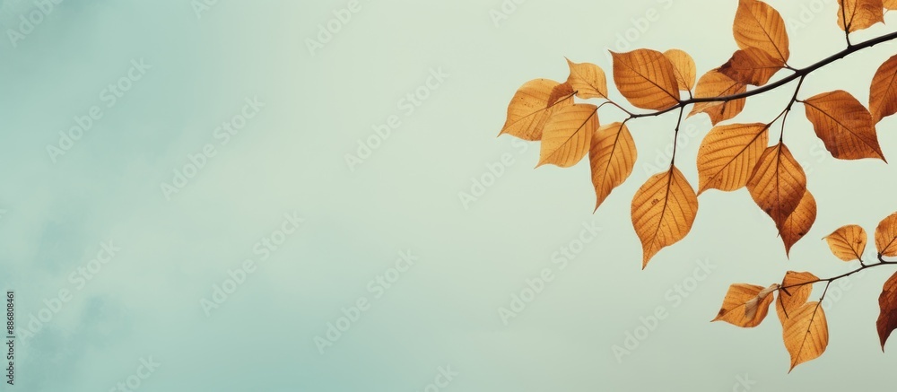 Poster leaves on a tree with a blank space for text or graphics known as a copy space image.