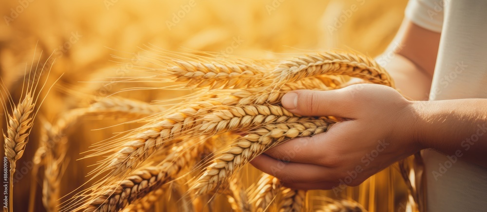 Poster close-up view of hands holding golden wheat ears in a wheat field, with a ripening background provid