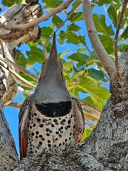 Woodpecker on tree
