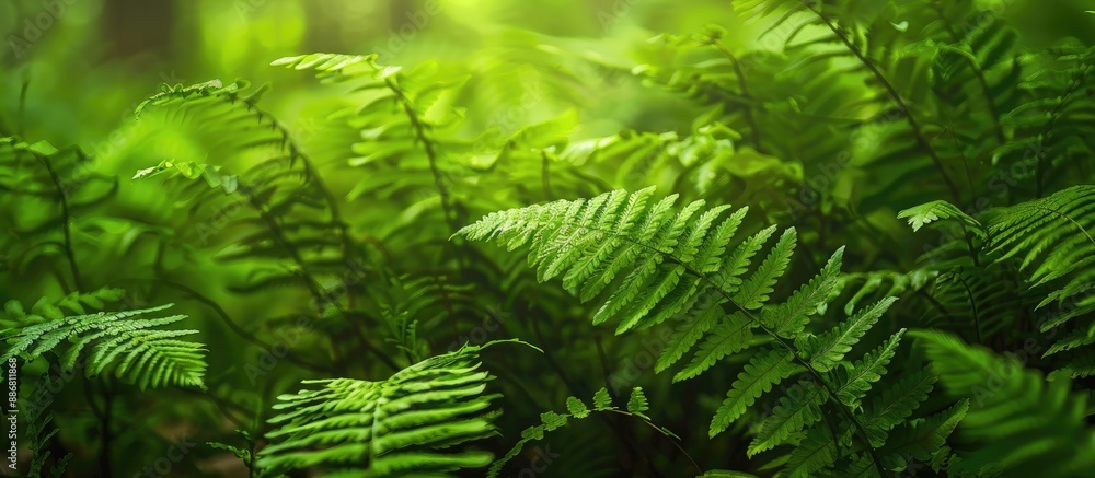 Aufkleber Lush green fern leaves in a forest setting with ample copy space image for design or text.