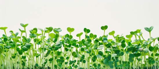 Issues with cultivating beneficial arugula microgreens due to mold and rot on fresh green sprouts, showcased in a close-up copy space image against a white backdrop.