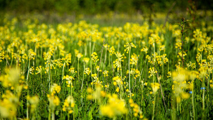 Fototapeta premium The meadow is alive with vibrant yellow wildflowers blooming in spring, creating a beautiful scene