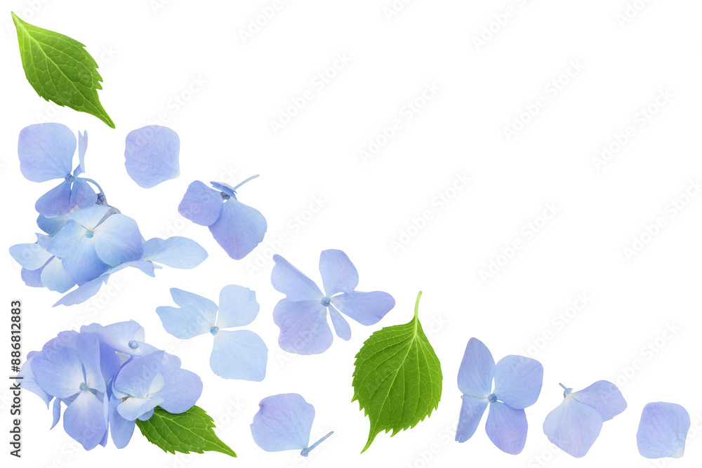 Wall mural Blue Hydrangea flower isolated on white background. Top view. Flat lay