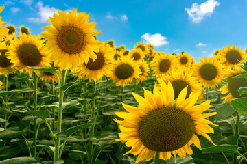 sunflower field with dramatic blue sky beautiful summer day