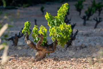 A solitary, gnarled vine with clusters of bright green leaves stands prominently in the foreground, revealing the perseverance and beauty inherent in grape cultivation in Penedes wine region in Spain