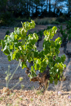 A grape plant with healthy green leaves thrives despite its dry, dusty surrounding soil  in Penedes wine region in Spain