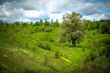 Lush green meadow with a solitary tree beneath a blue sky dotted with fluffy white clouds