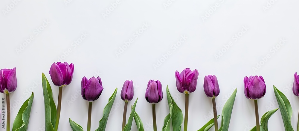 Poster purple tulips on a white backdrop with copy space image.