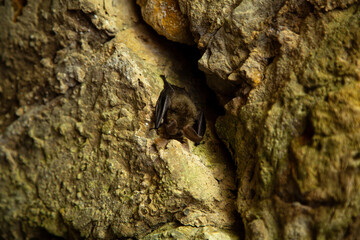 The bat is hiding in a rocky crevice, blending with its folded wings for camouflage