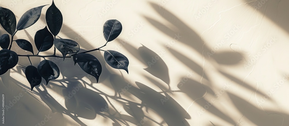 Canvas Prints plant branches casting shadows on a bright background, providing copy space image.