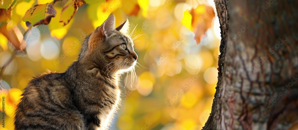 Poster Autumn scene with a cat positioned on a tree, with copy space image.