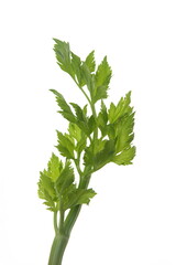 Apium graveolens leaves, on white background