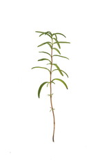 Branch of Rosemary, Rosmarinus officinalis, ornamental and medicinal plant, on white background