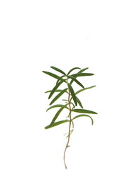 Obraz premium Branch of Rosemary, Rosmarinus officinalis, ornamental and medicinal plant, on white background