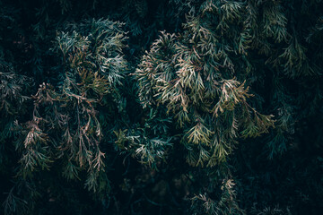 A close up of dry White Cedar tree branches