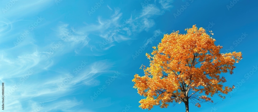 Aufkleber copy space image of a tree in autumn against a blue sky.