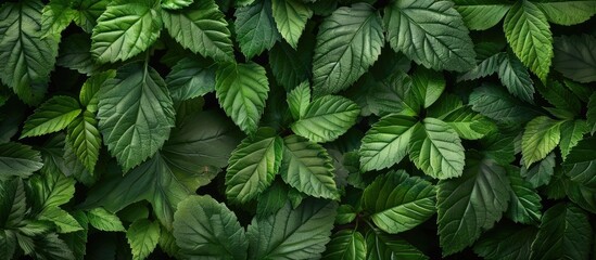 Natural wallpaper background with green leaves, leaf texture, ideal for copy space image.