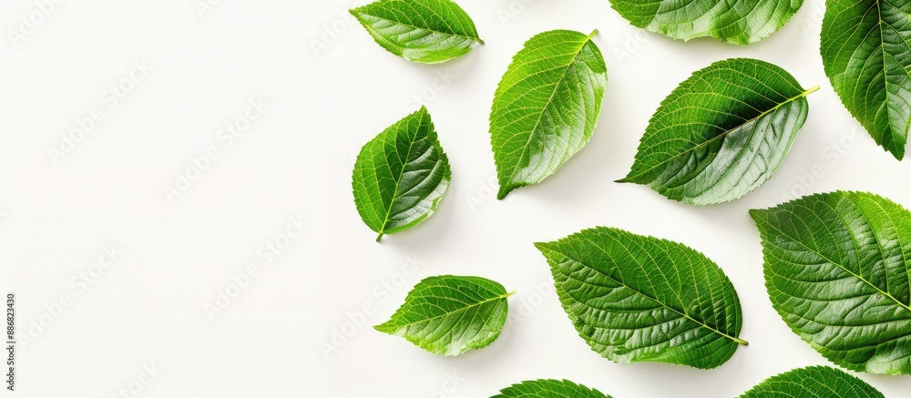 Poster leaf pattern against a plain white backdrop, providing ample copy space image.