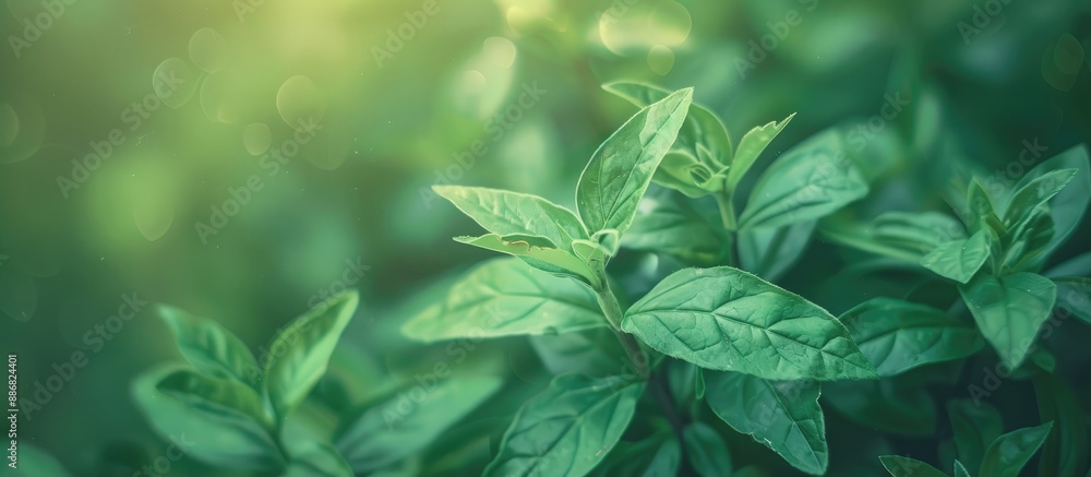 Poster close-up shot of green leaves at the top of the frame in a vintage style with bokeh effects, ideal f