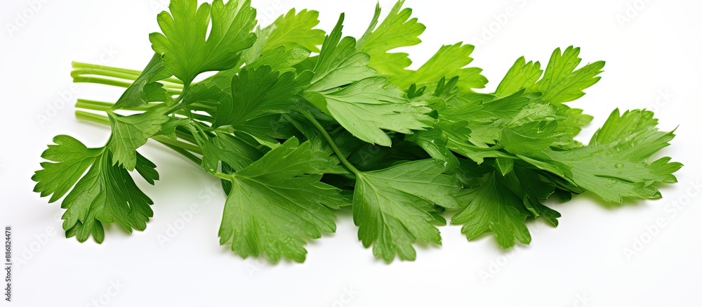 Aufkleber parsley leaves displayed on a white background with a designated copy space image.